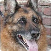 Kingston Ny German Shepherd Dog Meet Fay A Pet For Adoption