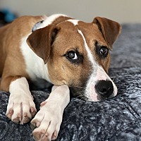 adopt a pet
