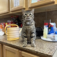 adopt a pet