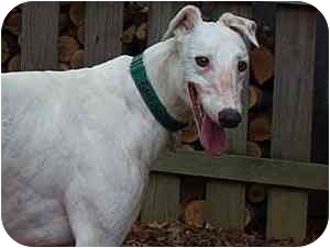 greyhound with blue eyes