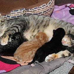 Thumbnail photo of Mama June & Kittens #1