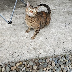Photo of Kit cat