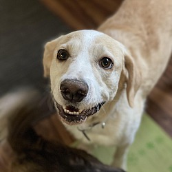 Photo of Bear