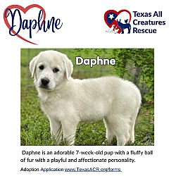 Photo of Daphne