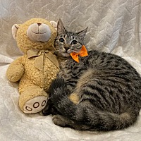 adopt a pet