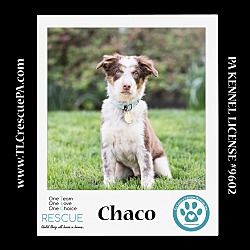 Photo of Chaco (Taco 2sDay Pups) 042024