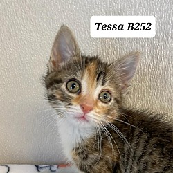 Photo of Tessa B252