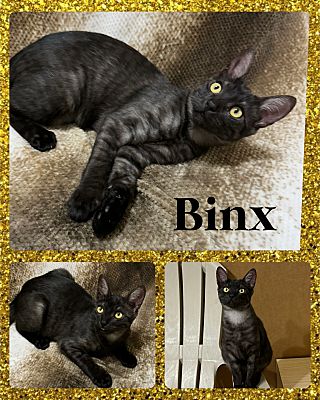 Arlington/Ft Worth, TX - Domestic Shorthair. Meet Binx a Pet for ...