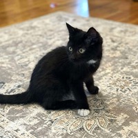 adopt-pet