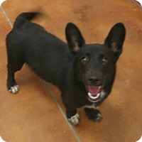 Lake Dallas, TX - Corgi. Meet Ryan a Pet for Adoption.