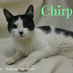 Thumbnail photo of Chirp #1