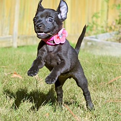 Thumbnail photo of Onyx ~ ADOPTED! #1