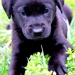 Thumbnail photo of EVAN(THE SWEETEST LAB PUPPY! #3