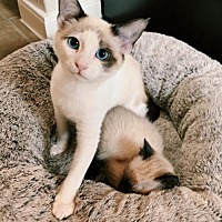 Austin Siamese Rescue in Austin, Texas