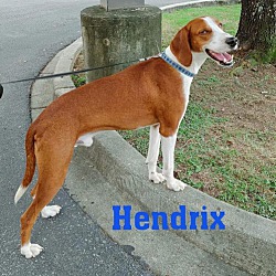 Thumbnail photo of HENDRIX #1