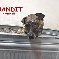 Photo of BANDIT