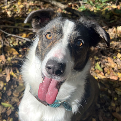 Bristol, IN - Australian Shepherd. Meet Kuzco a Pet for Adoption ...