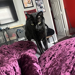 Photo of Blacky