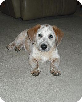 red heeler basset hound mix