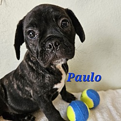 Thumbnail photo of Paulo #1
