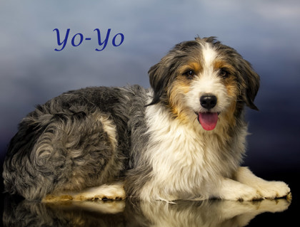 Thumbnail photo of Yo-Yo (D23-210) #3