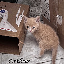 Thumbnail photo of ARTHUR (adopt w/ Gwennie) #2