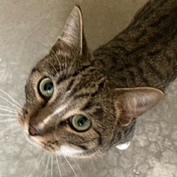 Photo of Jersey - Male Tabby #20