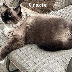 Thumbnail photo of Gracie #3