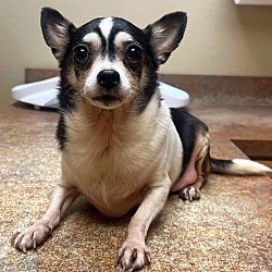 Thumbnail photo of Eddie the Fat Chi TX #1