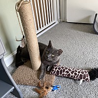 adopt a pet