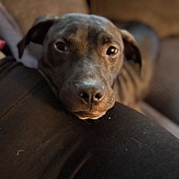 adopt a pet