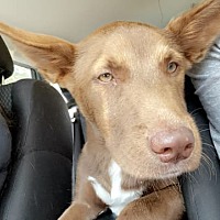 adopt a pet