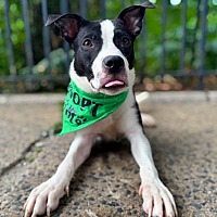 adopt a pet