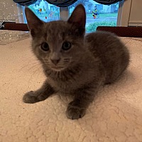 adopt a pet