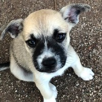 adopt-pet