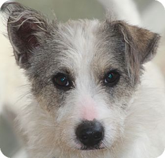 Norwalk, CT - Terrier (Unknown Type, Medium). Meet Mason-MEET HIM a Pet ...