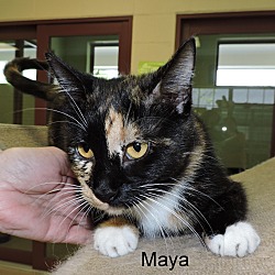 Thumbnail photo of Maya #4