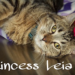 Thumbnail photo of Princess Leia #1