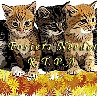 Photo of WOULD YOU LIKE TO FOSTER CATS?
