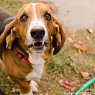 Basset Hound Puppies - Basset Hound Rescue and Adoption