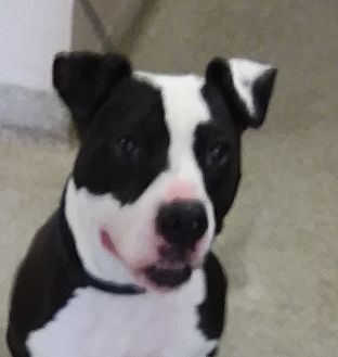 Troy, OH - Pit Bull Terrier. Meet Rex a Pet for Adoption.