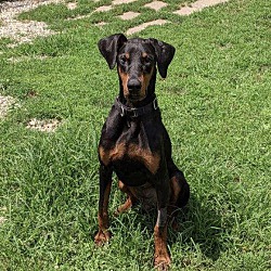 Photo of Dobby—adoption pending