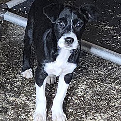 Thumbnail photo of Percy~adopted! #1