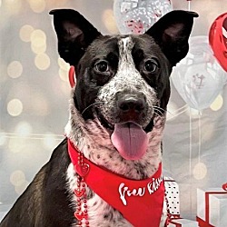 Photo of Milo