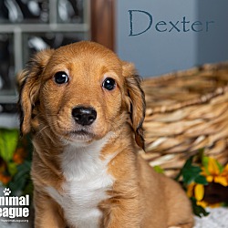 Thumbnail photo of Dexter #3