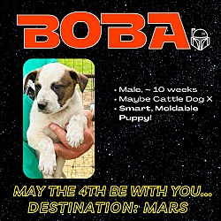 Thumbnail photo of Boba #4