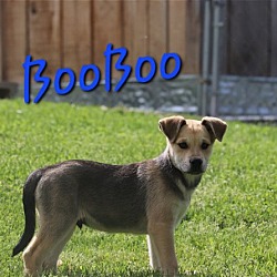 Photo of Booboo
