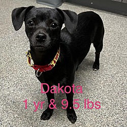 Thumbnail photo of Dakota #1