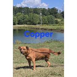 Thumbnail photo of Copper #1