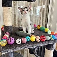 adopt a pet